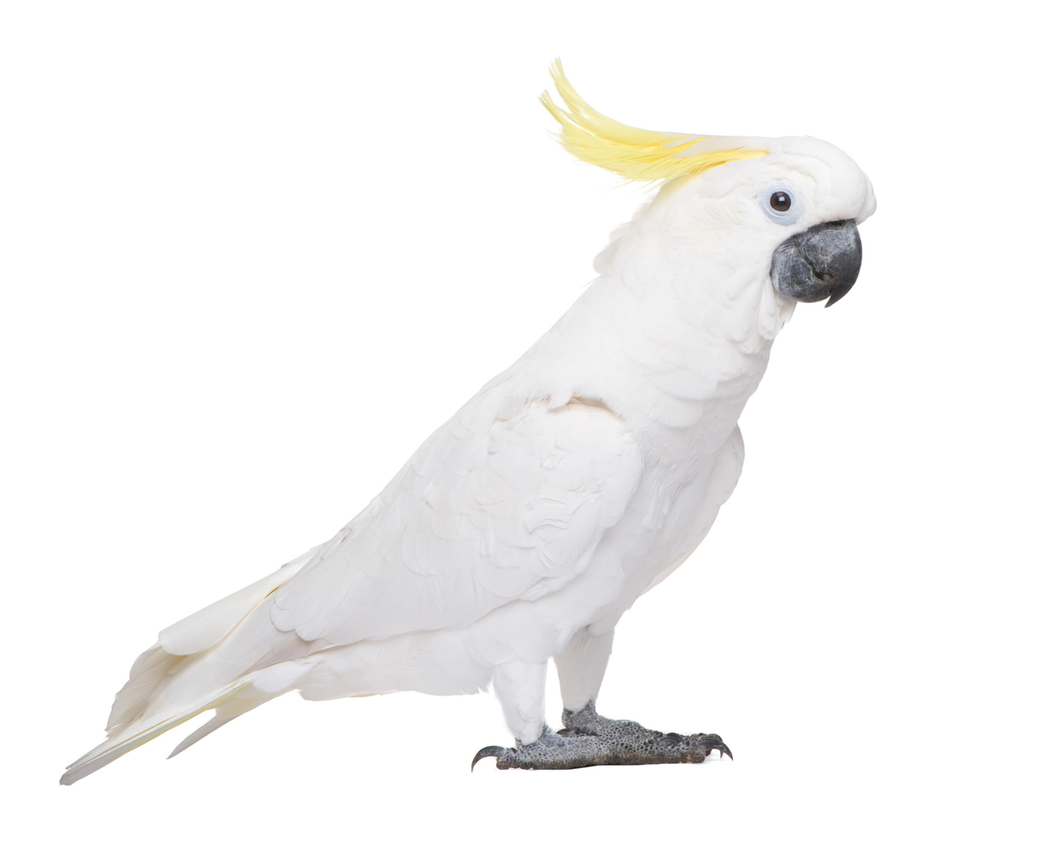 Meet our Virtual Adoptable Birds | Second Chance Bird Rescue in west coast division, bend, OR
